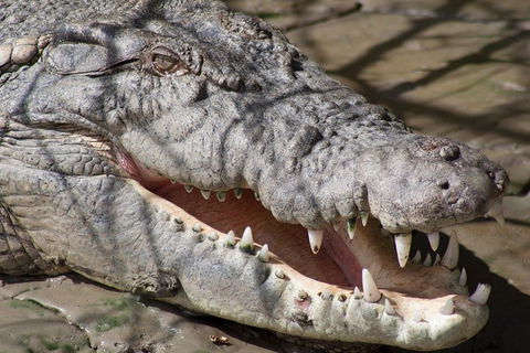Whitsunday Crocodile Safari Including Lunch - Accommodation 4U 1