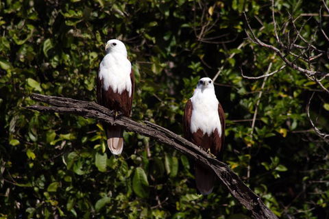 Whitsunday Crocodile Safari Including Lunch - Accommodation 4U 2