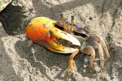 Whitsunday Crocodile Safari Including Lunch - Accommodation 4U 3