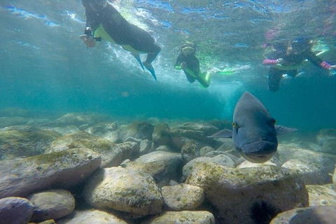 Manly And Shelly Beach Snorkeling Tour - Accommodation 4U 0