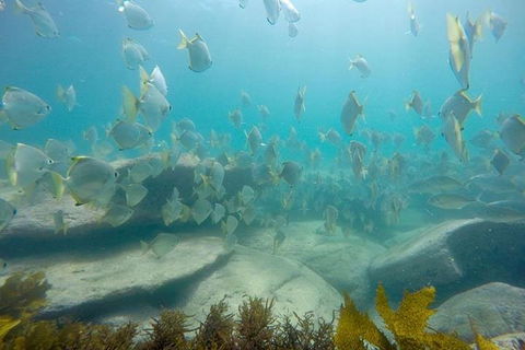 Manly And Shelly Beach Snorkeling Tour - Accommodation 4U 2
