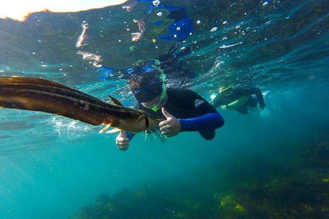 Manly And Shelly Beach Snorkeling Tour - Accommodation 4U 3
