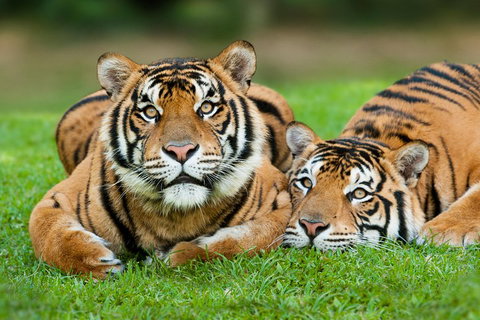 The Ultimate Gold Coast Attractions Pass - Accommodation 4U 2
