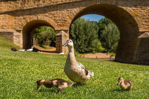 Richmond Historic Afternoon Tour From Hobart - Accommodation 4U 1