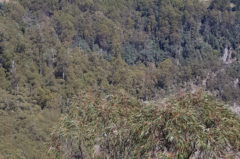 Leven Canyon Day Trip Including Wings Wildlife Park Or Gunns Plains Caves - Accommodation 4U 4
