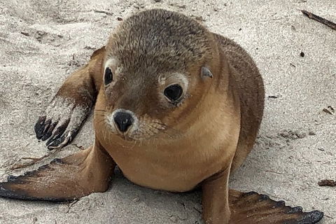 Kangaroo Island Scenic Trail Tour - Accommodation 4U 0