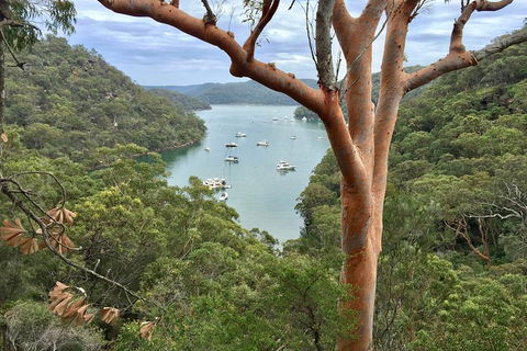 Shore Excursion: Sydney's Northern Beaches & Ku-ring-gai National Park Bus Tour - Accommodation 4U 1