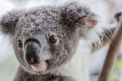 Ultimate Sydney Pass - Accommodation 4U 2