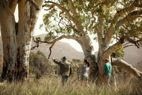 Yura Udnyu - Our Culture, Your Culture (Aboriginal Cultural Walk) - Accommodation 4U 5