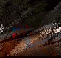 Alice Springs Desert Park Nocturnal Tour - Accommodation 4U