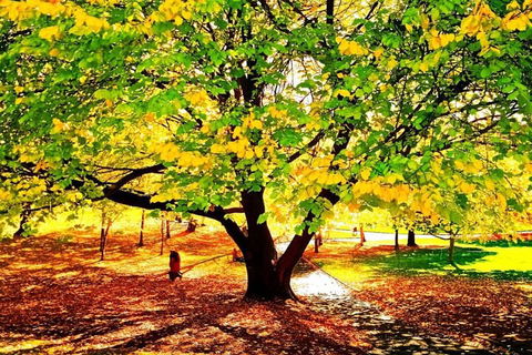 Hobart Half-Day Sightseeing Coach Tram Tour - Accommodation 4U 3