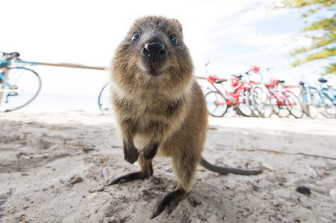 Rottnest Island Round-Trip Ferry From Perth Or Fremantle - Accommodation 4U 3