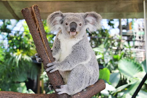 Cairns ZOOM And Wildlife Dome - Accommodation 4U 0
