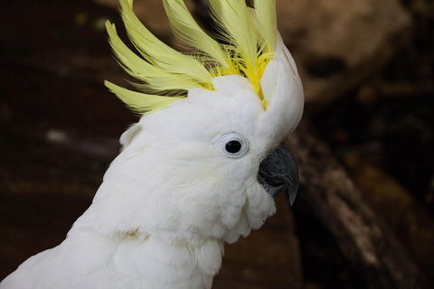 Cairns ZOOM And Wildlife Dome - Accommodation 4U 2