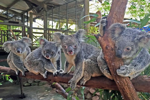 Best Of Kuranda Including Skyrail, Kuranda Scenic Railway And Rainforestation - Accommodation 4U 4