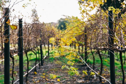 Australian Wine Discovery Tour Ticket - Accommodation 4U 4