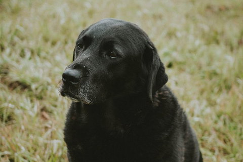 Daylesford Wine Tours: Wine, Cider, Gin, Vodka, Port, Food & Sights Tours! - Accommodation 4U 4