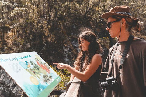 Springbrook AndTamborine Rainforest Tour Incl Natural Bridge And Glow Worm Cave - Accommodation 4U 0