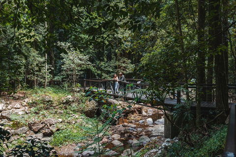 Springbrook AndTamborine Rainforest Tour Incl Natural Bridge And Glow Worm Cave - Accommodation 4U 3