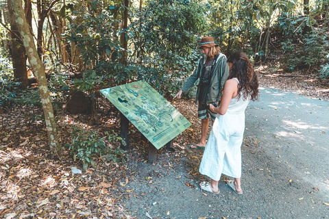 Springbrook AndTamborine Rainforest Tour Incl Natural Bridge And Glow Worm Cave - Accommodation 4U 5