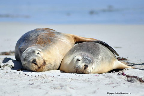 NEW TOUR - Kangaroo Island Road To Recovery Tour (1 Day/1 Night) - Accommodation 4U 1