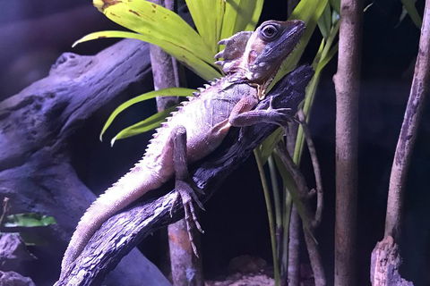 Cairns Aquarium Admission Ticket - Accommodation 4U 0