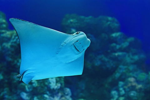 Cairns Aquarium Admission Ticket - Accommodation 4U 2