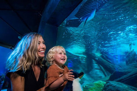 SEA LIFE Sunshine Coast Aquarium Entrance Ticket - Accommodation 4U 0