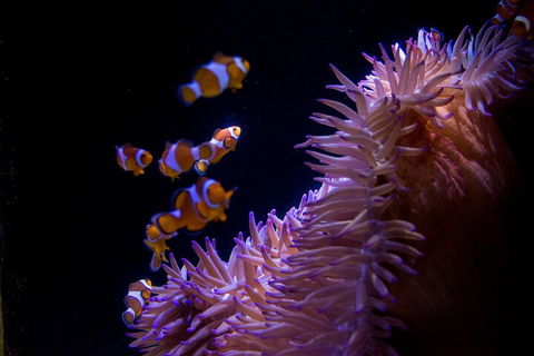 SEA LIFE Sunshine Coast Aquarium Entrance Ticket - Accommodation 4U 5