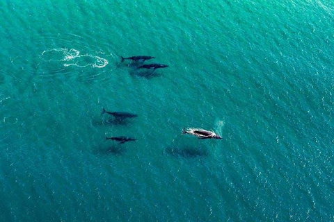 25-30 Minute Newcastle & Macquarie Helicopter Shared Flight - Accommodation 4U 4