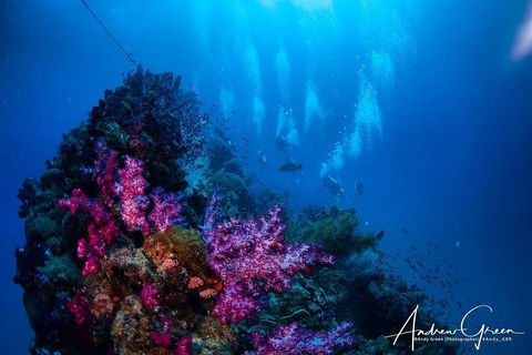 Scuba Dive The S.S. Yongala Wreck On The Great Barrier Reef. - Accommodation 4U 2